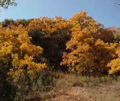 Photo of Brush in the fall with colors of red, yellow, orange and green