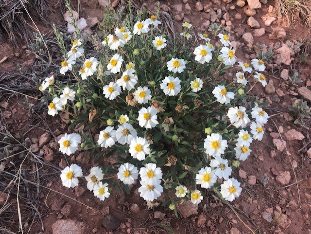 A group of daisies along Fritch Fortress Trail.  The daisies are white with yellow centers
