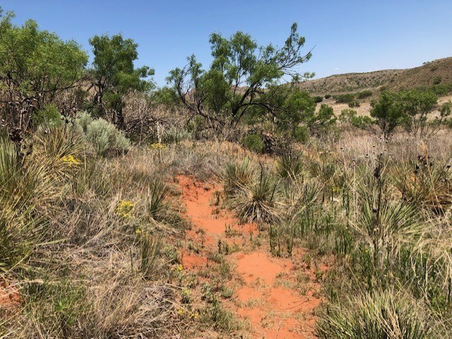 The Mesquite Trail with vegetation growing along the side of the trail.  It is a sunny day with blue skies.