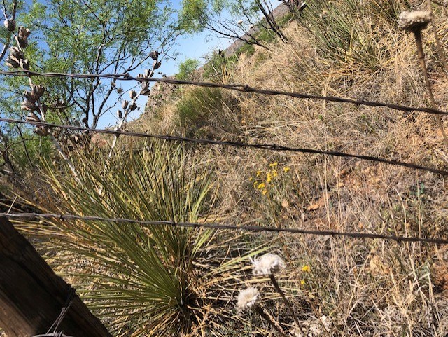Mesquite Trail barbed wire from the late 1800s