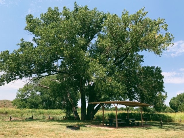 A large cottonwood provides shade for a campsite.  The skies are blue and it is a sunny day.