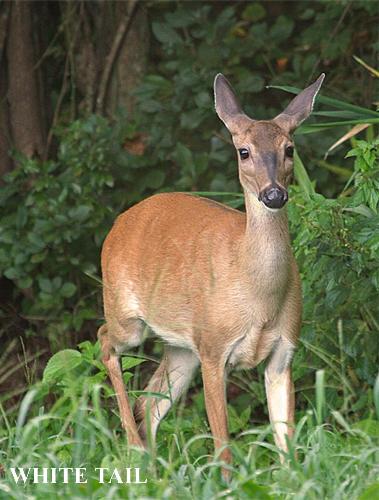 Pa Archery Season Dates 2012