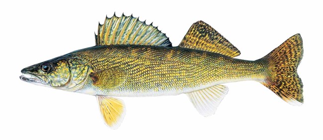 A colorful and detailed drawing of a walleye fish.