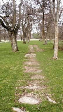 Old side walk embedded in grass and surrounded by leafless locust trees.