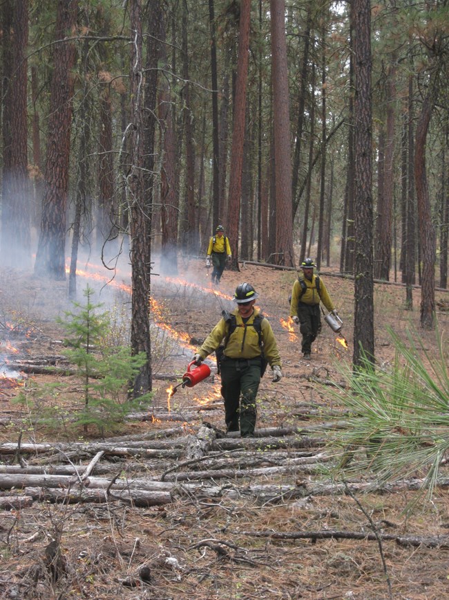 Firefighters walk with drip torches to ignite a prescribed burn.