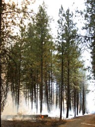 Smoke from a prescribed burn rolls along pine forest floor. Flames flicker at downed tree.