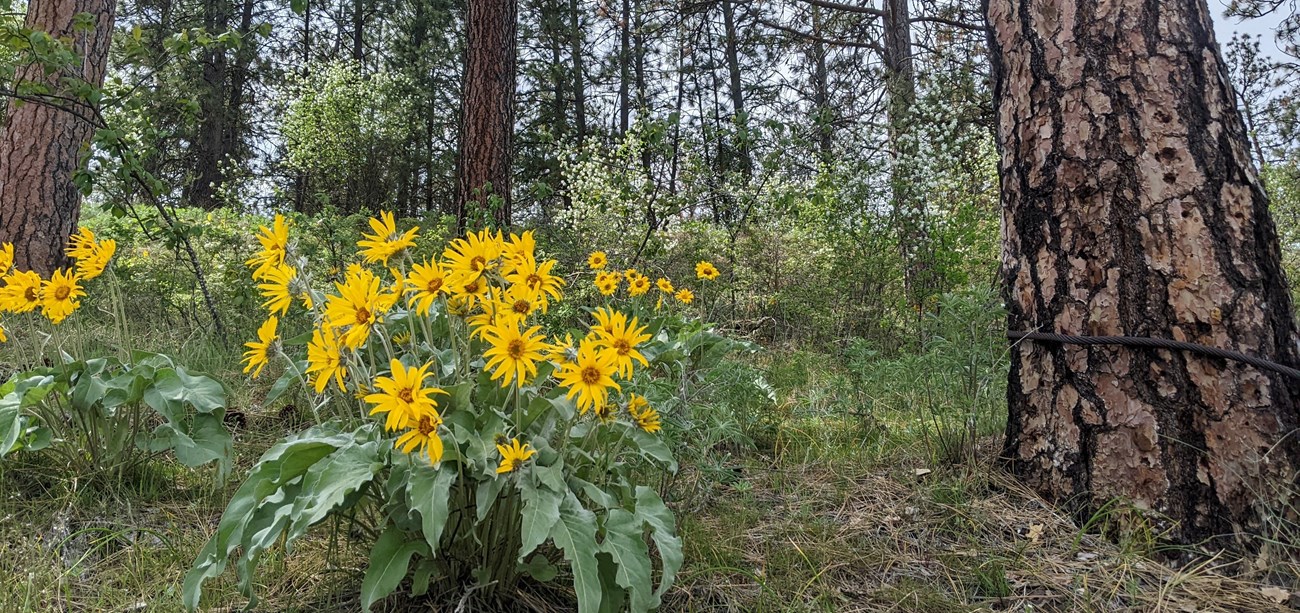 yellow balsamroot flowers grow beneath ponderosa pine trees
