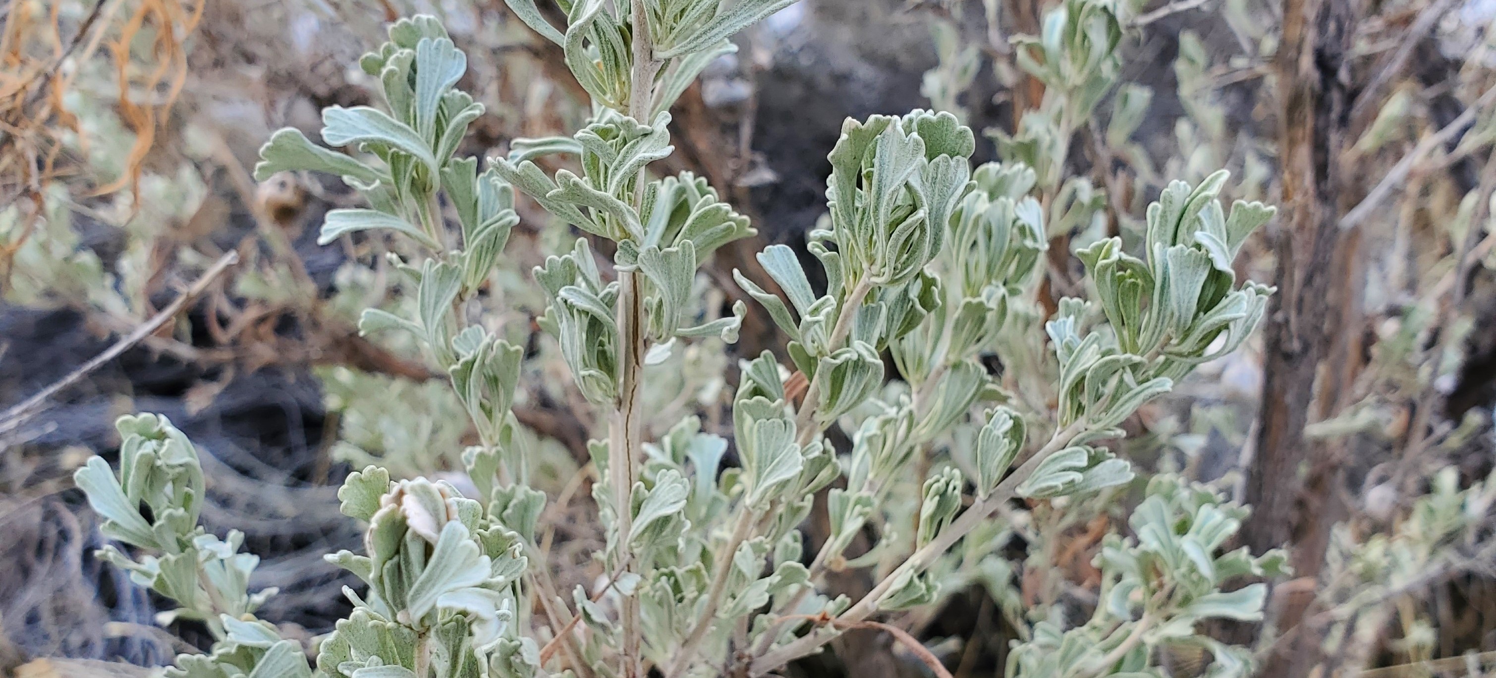 close-up of page green sagebrush leaves