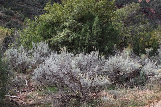 big sagebrush bush with pale green leaves and thick branches