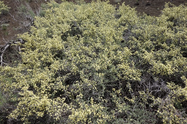 a shrub covered in small, pale-yellow flowers