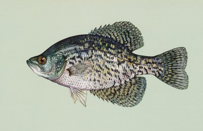 Drawing of a stout fish, dark green, blue, black and white scales.