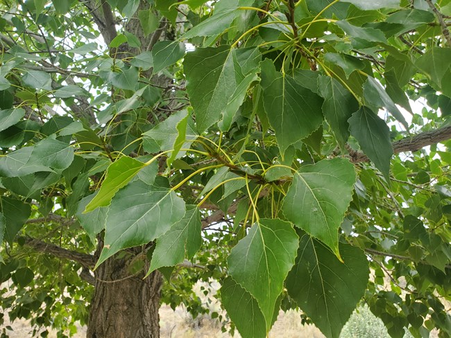 spade-shaped green cottonwood leaves growing together from the branches of a tree