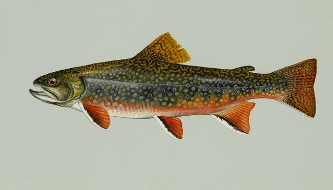 Drawing of a dark green fish with red and yellow fins and yellow detailed markings.