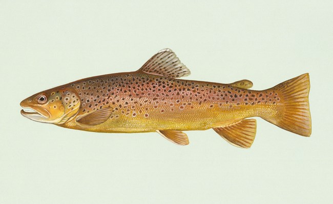 Drawing of a brown fish with a yellow belly, and pink iridescence.