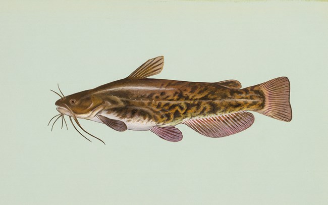 Drawing of a brown fish with darker brown markings and long whiskers out of its face.