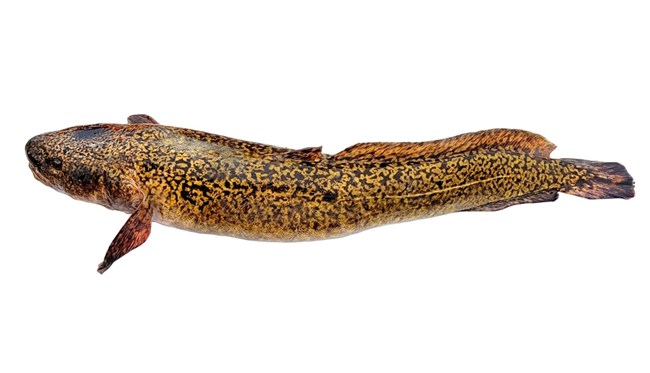 Yellow and brown speckled fish from the top down; eel-like, with a long slender body.