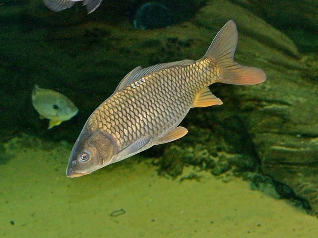 Shiny brown fish with many small scales swims downward diagonally underwater.