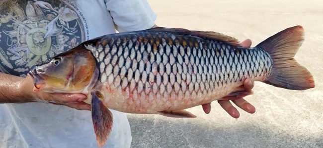 Large fish being held by two human hands; gray scales but red and blue accents on body.