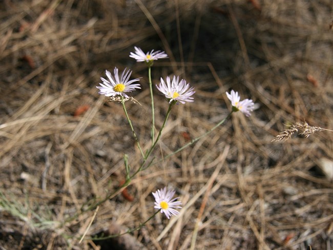 a pale purple aster flowers with many petals and long thin stems
