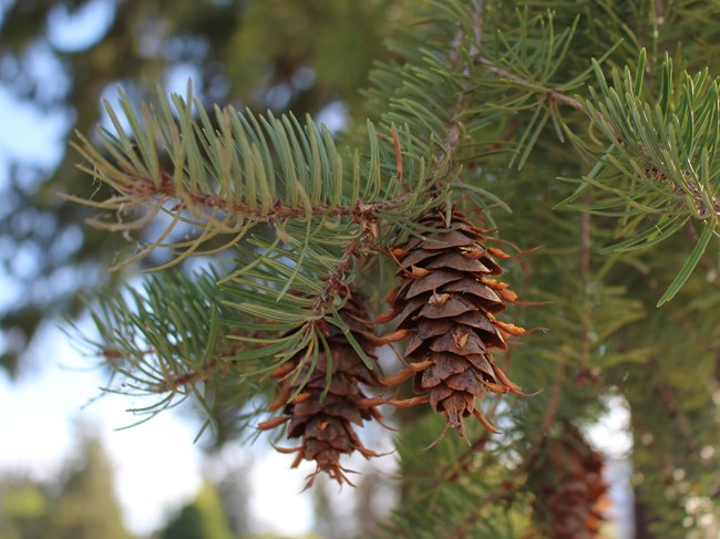 two cones of a douglas fir tree hand from the end of a branch covered in green fir needles