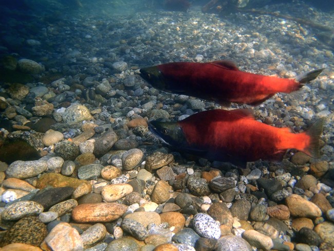 Two bright red fish swim next to each other in a blue water with pebbles below.