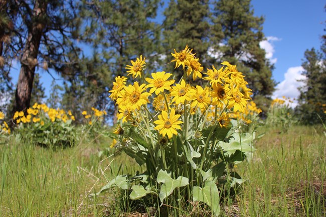 bright yellow arrowleaf balsamroot flowers with large pale green leaves