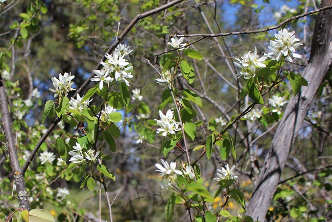 clusters of white serviceberry flowers growing on shrub with round green leaves