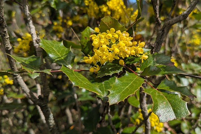 a cluster of small yellow flowers grows from a shrub with compound leaves with sharp edges.