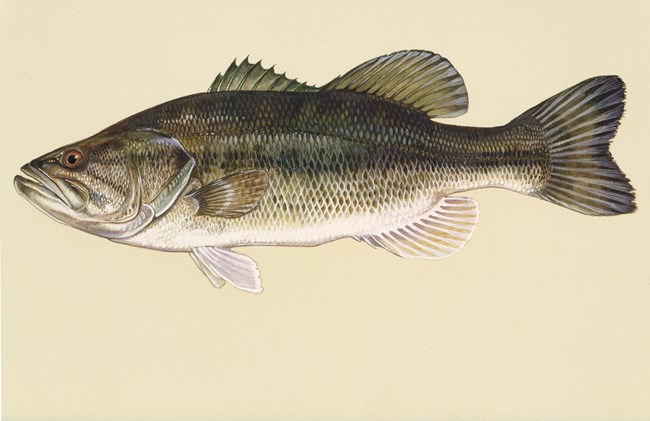 Drawing of a large fish with shades of brown scales and a white belly.