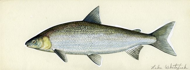 Drawing of a silver fish with an off-yellow head and even shiny scales. Lake whitefish is written in cursive down below.
