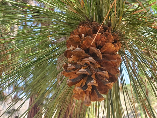 a large ponderosa pine cone and long green pine needles