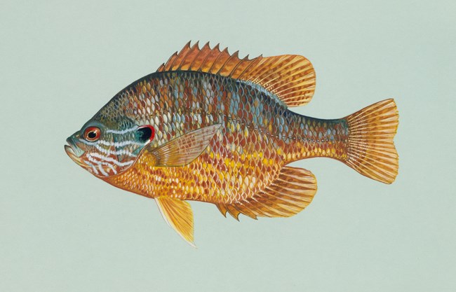 Drawing of a small and stout fish with blue, orange, yellow, and red scales.