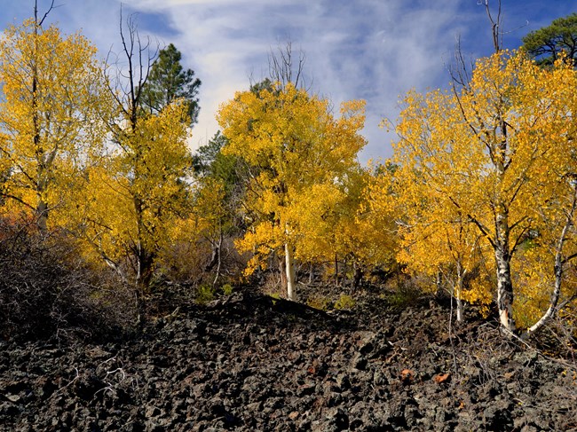 Five large trees with white bark and bright yellow leaves grow in a sparse line. The ground is covered with black, rock rubble.