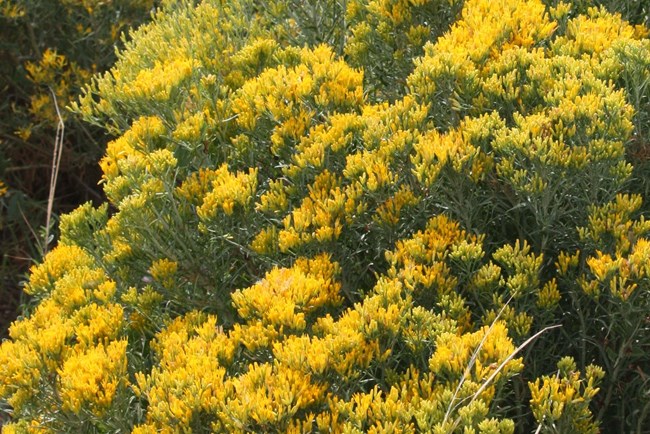 small, bright yellow flowers grow at the ends of a rabbitbrush bush.