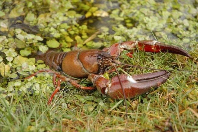 Red crayfish with smooth exterior and slightly bumpy claws emerges out of a pool of water full of clovers and grass.