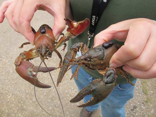 Two hands holding crayfish for comparison; one is red and smooth, the other is brown and bumpy.