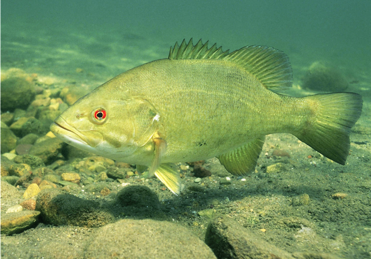 Large lime green fish due to color of the water, with a red eyeball and a gaping mouth.