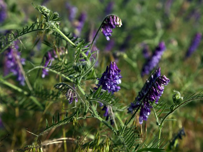 purple vetch flowers with long compound leaves grow in a field