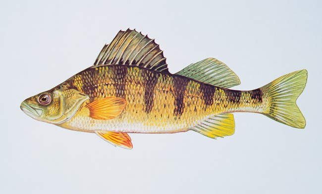 Drawing of a yellow and brown stripped fish with a tall dorsal fin.