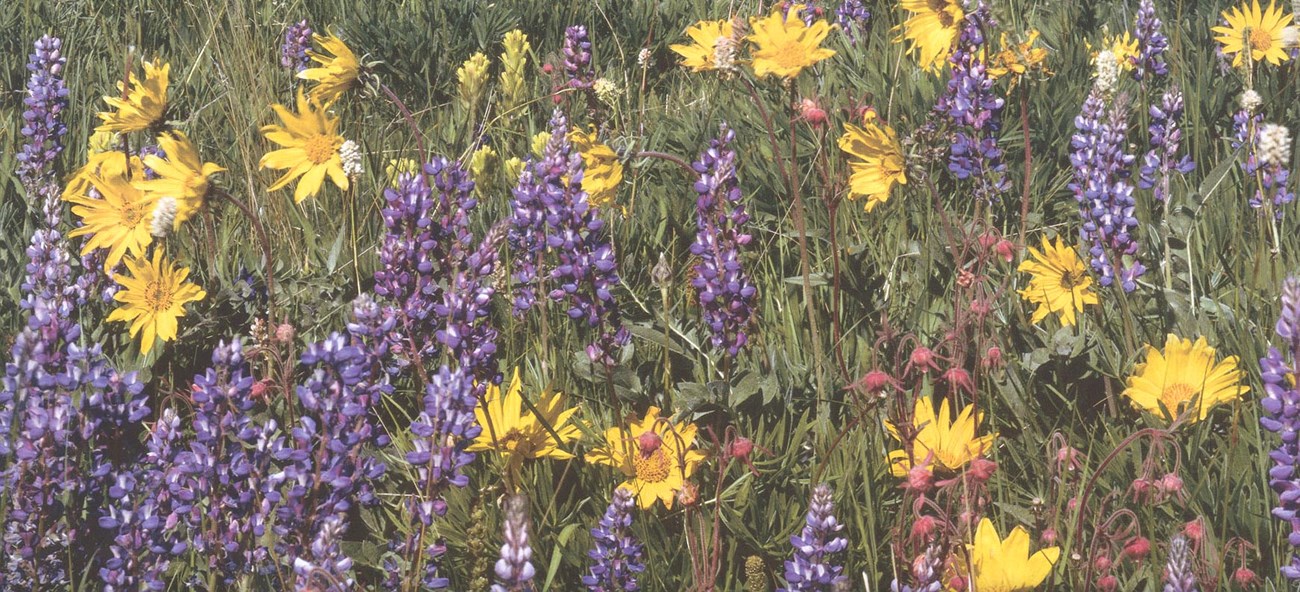 balsam root and lupine flowers grow in a field