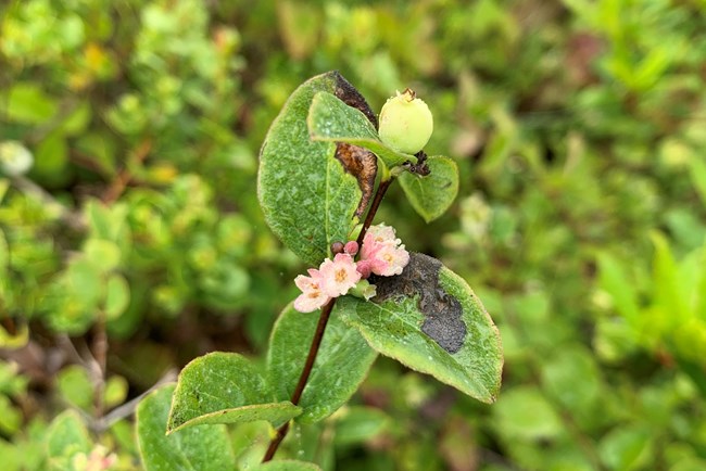The stem of a plant with four small flowers and a single light green round berry at the tip of the stem. The flower are white on the inside of the petals and pink on the outside. A few tiny pink and green buds are peaking out to the side of the flowers. B