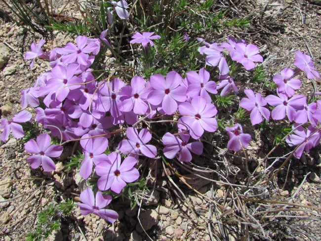 small pale purple spreading phlox flowers grow together in rocky, sandy soil