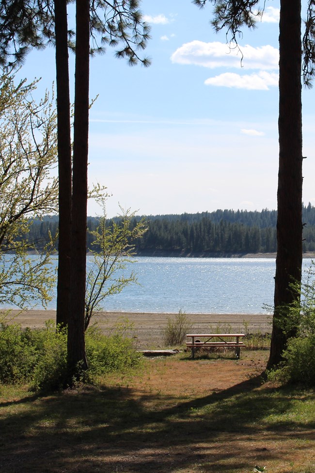 a picnic table of a campsite sits in sun near the lake shore, surrounded by tall pine trees