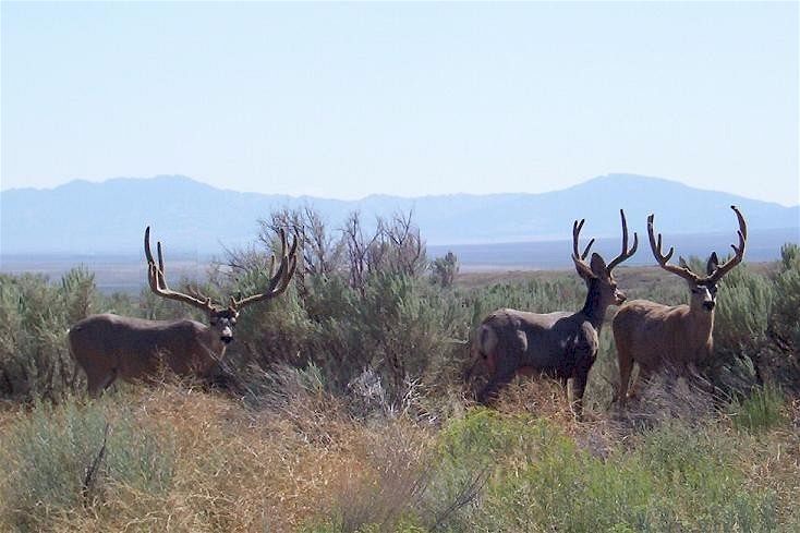 Mule Deer
