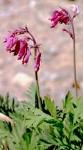 Bleeding Heart