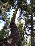 bent red fir