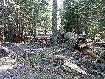 a dead snag lays across a campsite