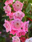 Bog laurel