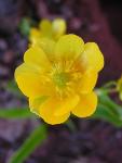Creeping Buttercup