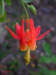 Crimson Columbine